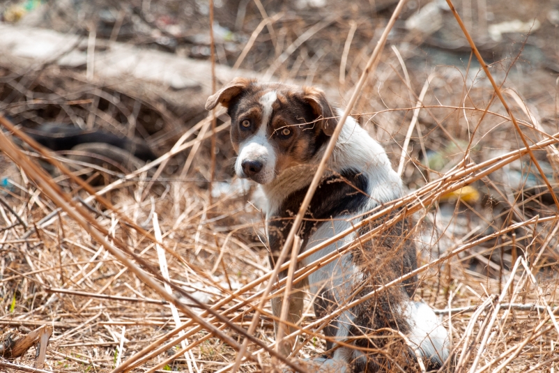В 2023 году в Краснодарском крае собаки покусали 10 696 человек Илья Аверьянов, ИА PrimaMedia