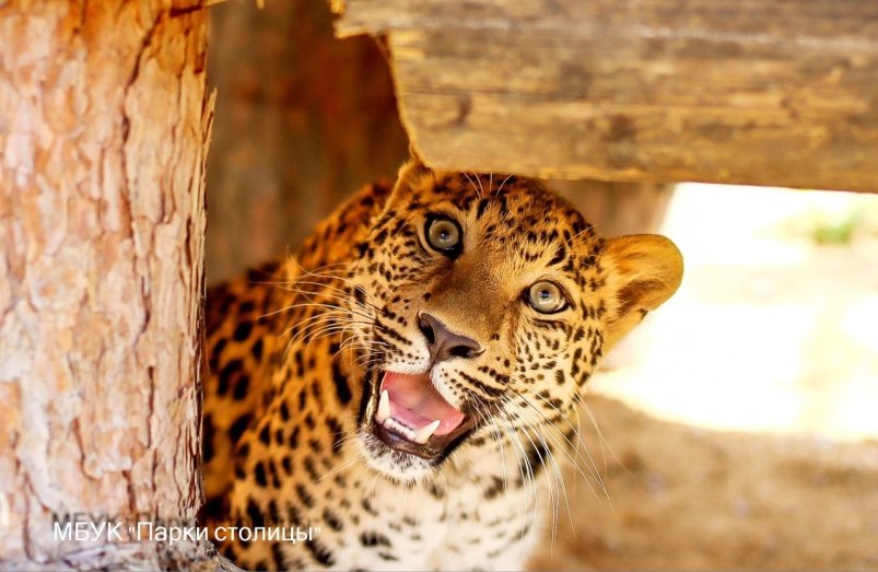Леопард Маркиза из зоопарка Симферополя отметила свой первый день рождения МБУК "Парки столицы"