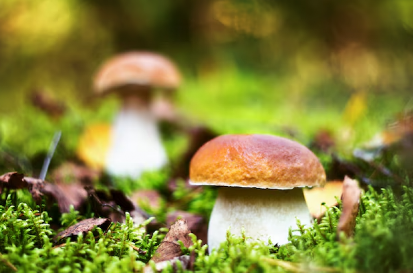 Употребление белых грибов и шампиньонов может помочь снизить риск развития рака freepik.com