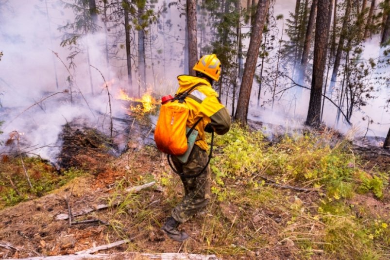 Тематическое фото Пресс-служба  министерства лесного хозяйства и лесопереработки Хабаровского  края