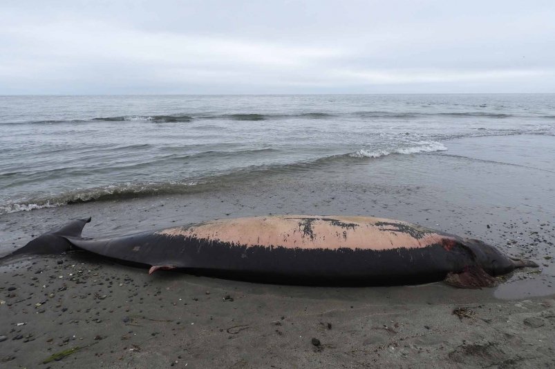 Командорский ремнезуб (Mesoplodon stejnegeri). Полуостров Весловский, охранная зона заповедника "Курильский" Елена Линник