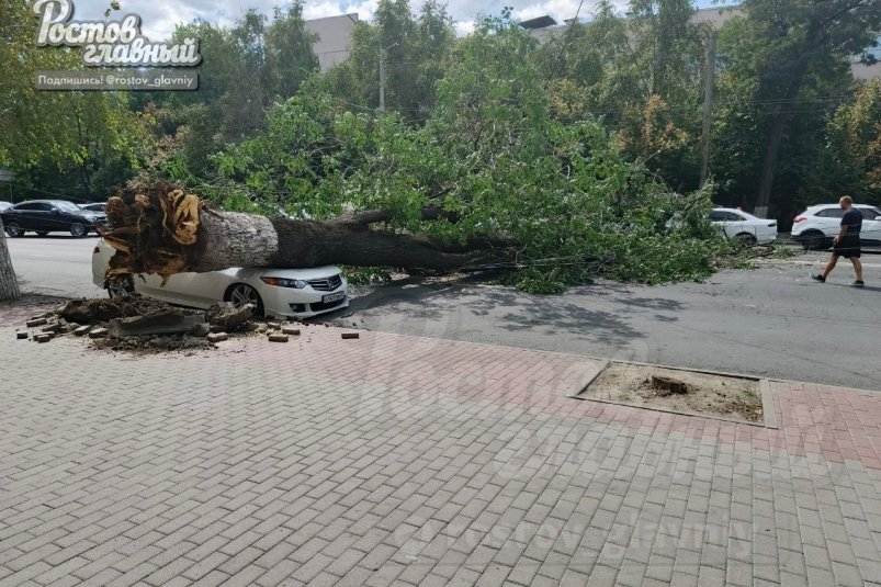 Упавшее в Ростове дерево повредило три автомобиля https://t.me/rostov_glavniy