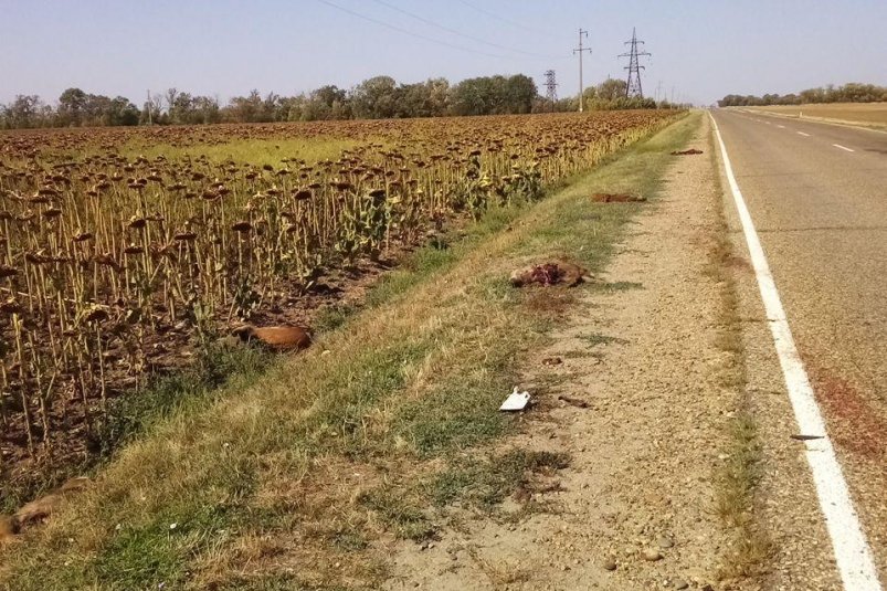 В ДТП на Кубани погибло семь кабанов Пресс-служба Минприроды Краснодарского края