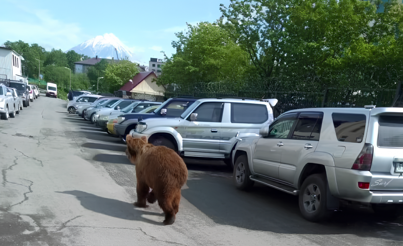 Медведи в городе! kamgov.ru