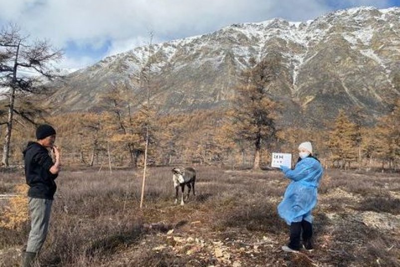 В труднодоступных оленеводческих стадах Момского района Якутии прошли медосмотры пресс-служба главы и правительства республики