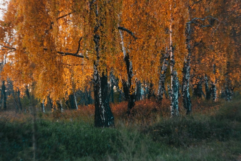 Березы. Осень Юлия Ушакова, ИА IrkutskMedia