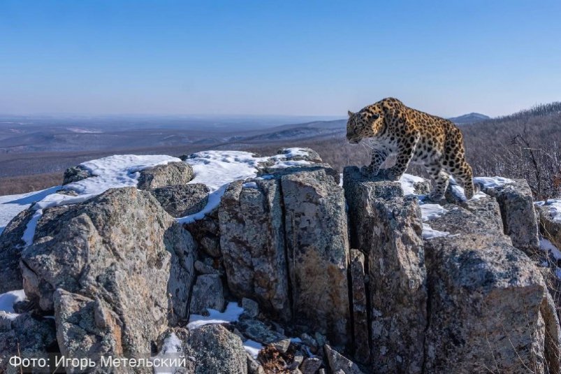 Снимок дальневосточного леопарда выиграл приз на фотоконкурсе Игорь Метельский