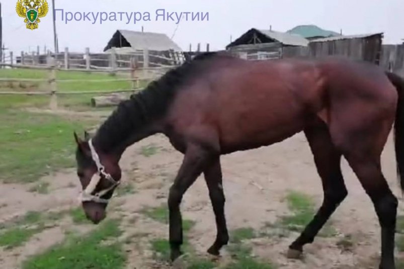 На покупку лошади и ее содержание администрация района потратила 1,5 млн в Якутии прокуратура Якутии