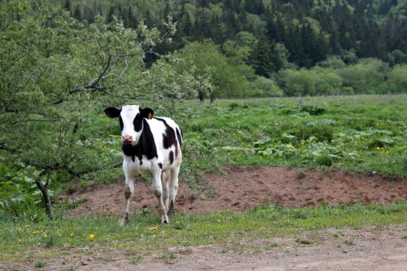 Тематическое фото ИА SakhalinMediа