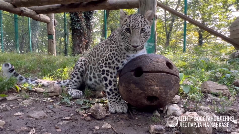 В Сочи леопарду Умке подарили деревянный мячик – ВИДЕО Скриншот t.me/leopardcenter