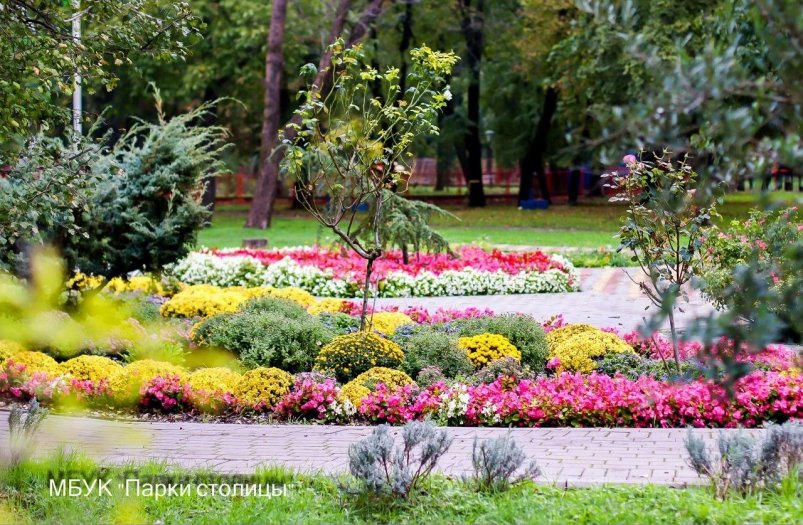 Нарядные хризантемы цветут в парке имени Гагарина Симферополя МБУК "Парки столицы"