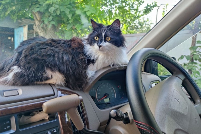 Кот, кошка, домашние животные, машина, автомобиль Елена Гиневская, ИА Stavropol.Media