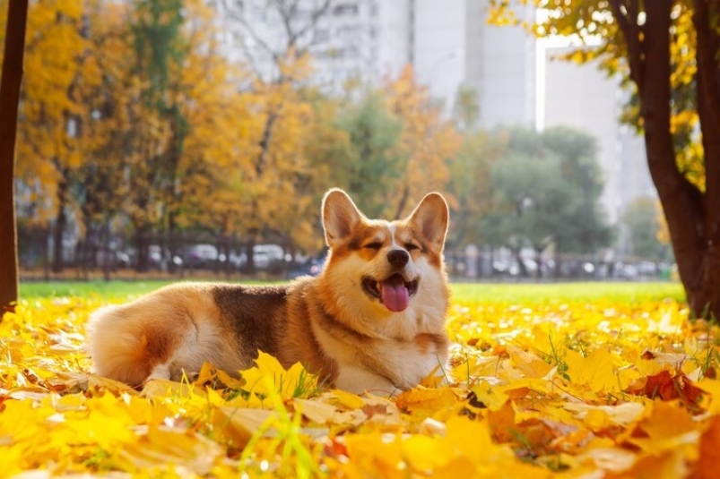 Корги. Осень. Собака Freepik