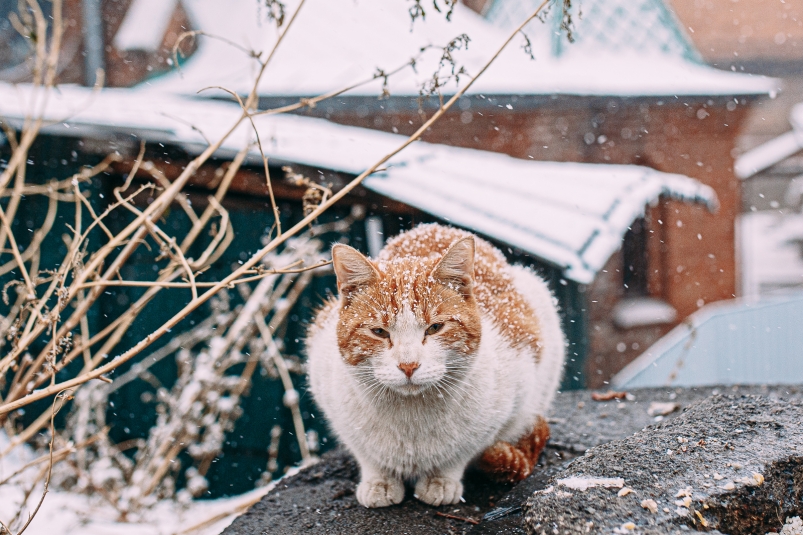 прогноз погоды, кошка, кот Мария Смитюк, ИА PrimaMedia