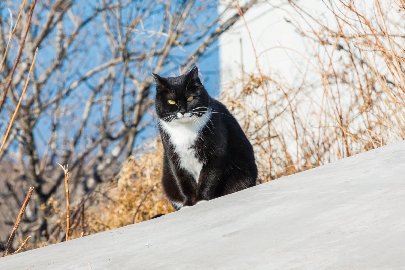 бездомные животные, кот, кошка Мария Смитюк, ИА PrimaMedia.ru