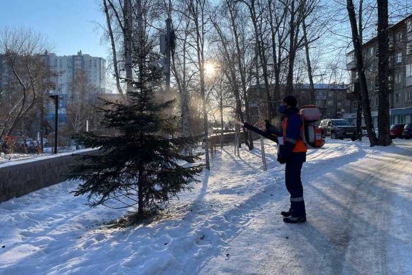 В Иркутске 3,6 тысячи хвойных деревьев обработают защитными химикатами администрация Иркутска