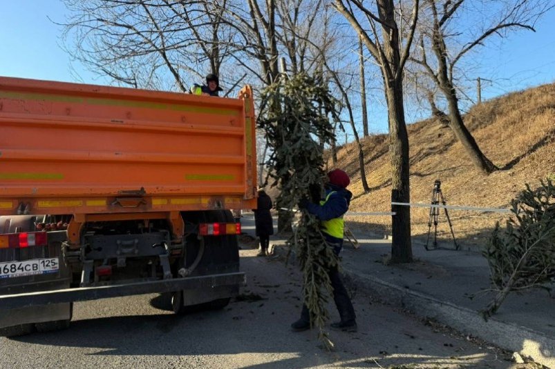 Во Владивостоке изъяли ещё 40 елей с нелегального базара Администрация Владивостока