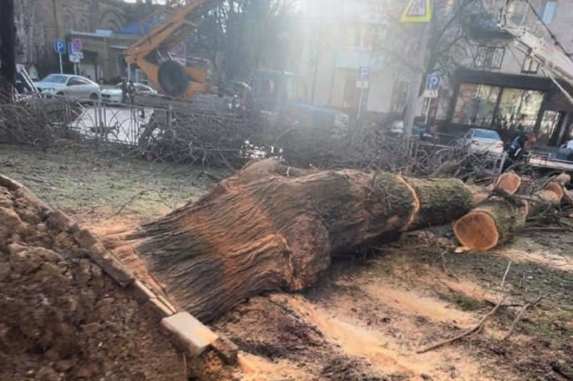 Дерево рухнуло в центре Ставрополя ИА Stavropol.Media