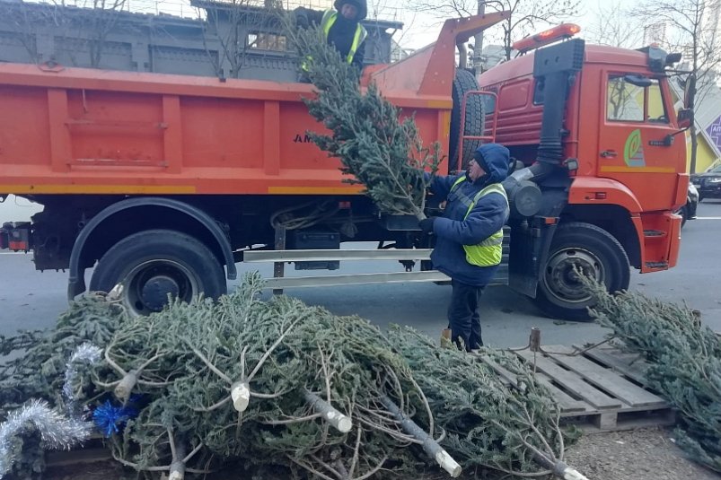 Почти 300 елей изъяли во Владивостоке на нелегальных елочных базарах Администрация Владивостока