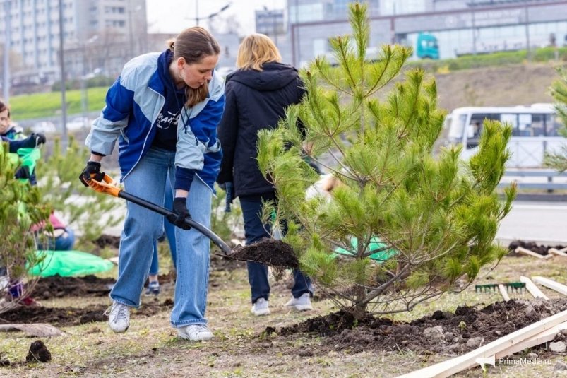 Высадка деревьев  у Мариинского театра в единый день озеления ИА PrimaMedia