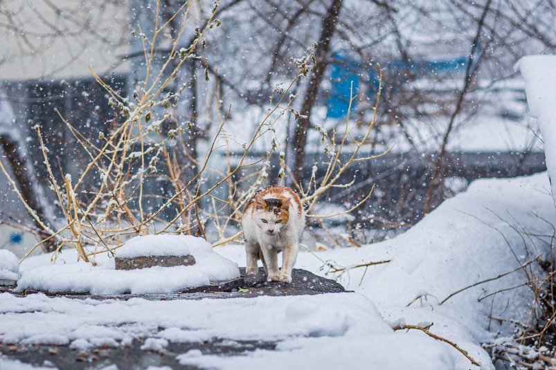 Сильные морозы придут в регионы Дальнего Востока Мария Смитюк, ИА PrimaMedia.ru