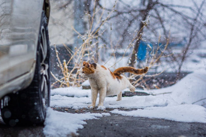 Тематическое фото Мария Смитюк, ИА PrimaMedia.ru