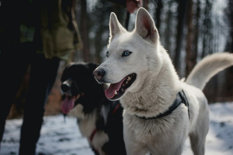 Тематическое фото Tadeusz Lakota/unsplash