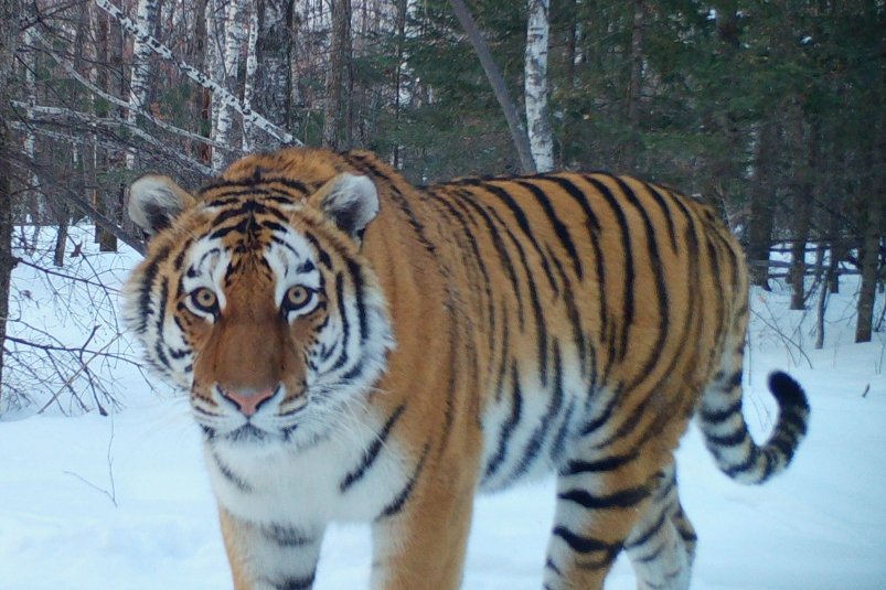 Амурский тигр Пресс-служба нацпарка "Земля леопарда"