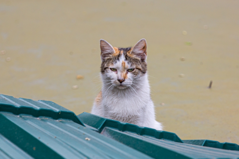 бездомные животные, кот, улица Мария Смитюк, ИА PrimaMedia