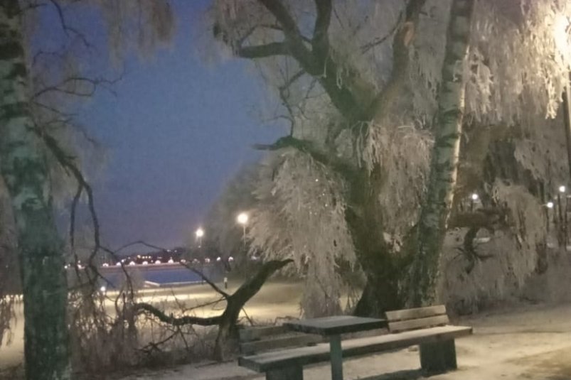 Старые ивы на Комсомольском пруду Татьяна Михайловна Ж.