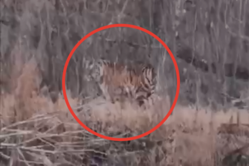 Скрин из видео t.me/amurtigercenter