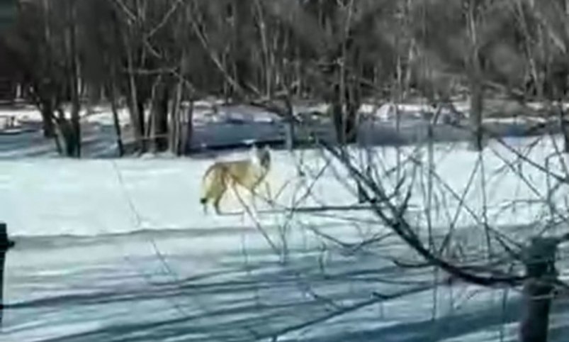 Волк в Закамне Весь Улан-Удэ