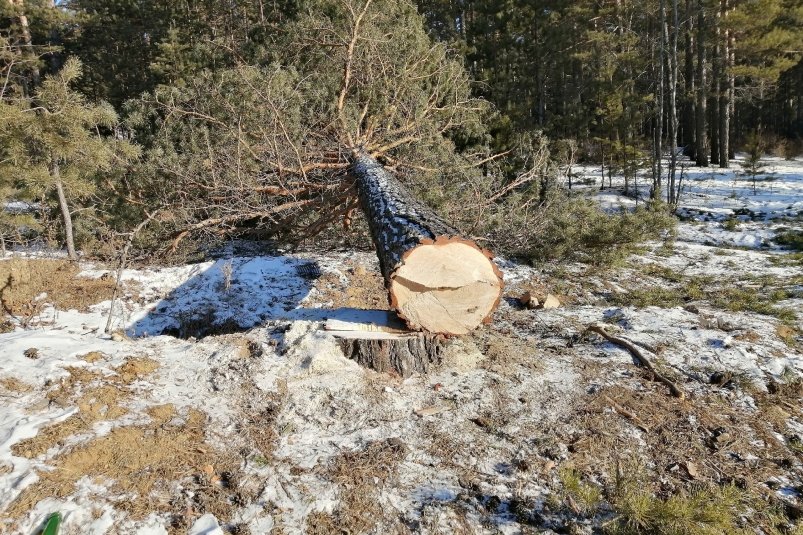 Жители Дона проявили сознательность в вопросе рубки деревьев в праздники Анета  Абрамченко