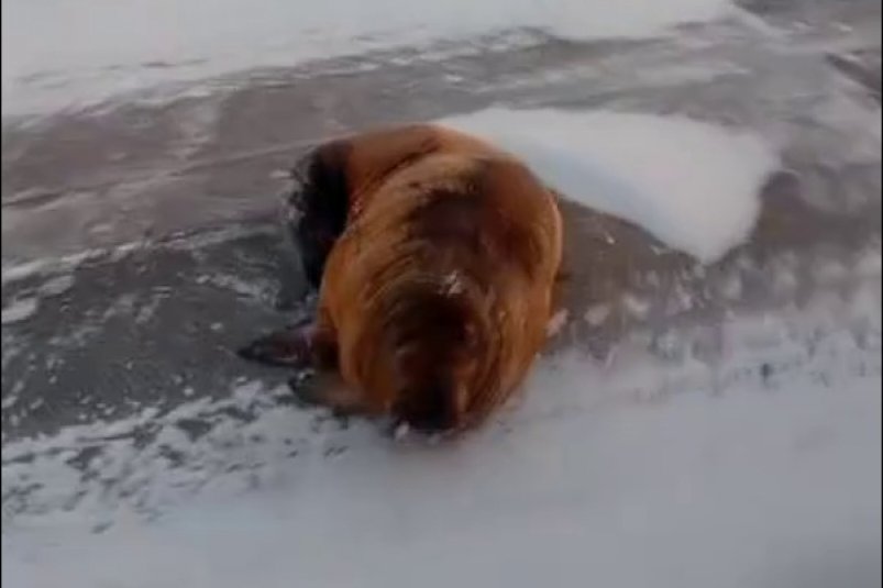 Морж на Ямале вышел на дорогу и перекрыл движение скриншот видео в телеграм-канале "ЧС Тюмень Z" (18+)