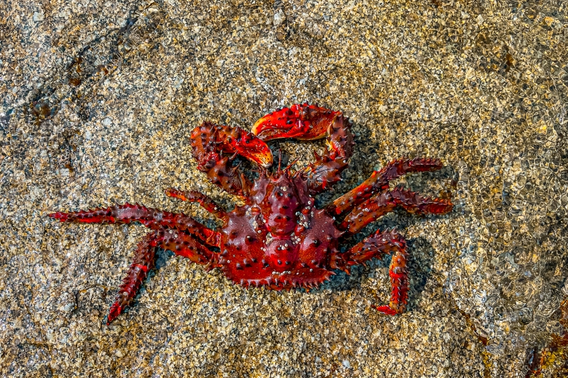 колючий краб, Шантарские острова, Шантары, Охотское море, Хабаровский край, Дальний Восток Мария Смитюк, ИА PrimaMedia