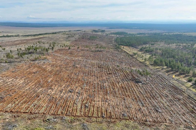 В Бурятии проверят лесное хозяйство РАЛХ РБ