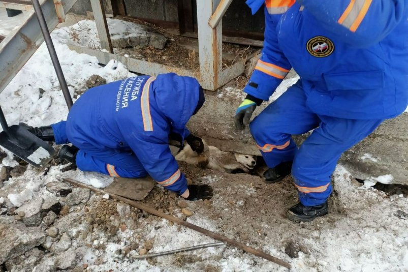  В Ангарске спасатели освободили застрявшую под крыльцом собаку спасателей пожарно-спасательной службы Иркутской области