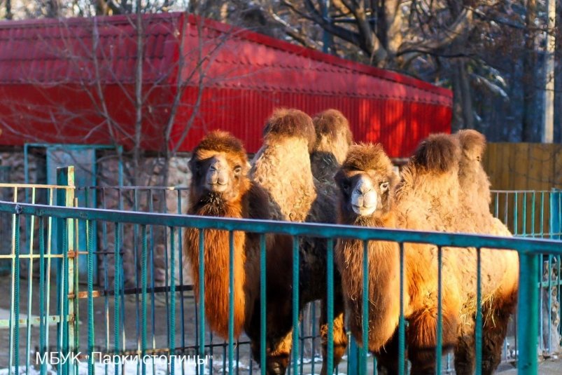 В зоопарке Симферополя рассказали, как животные переносят холодную зиму МБУК "Парки столицы"