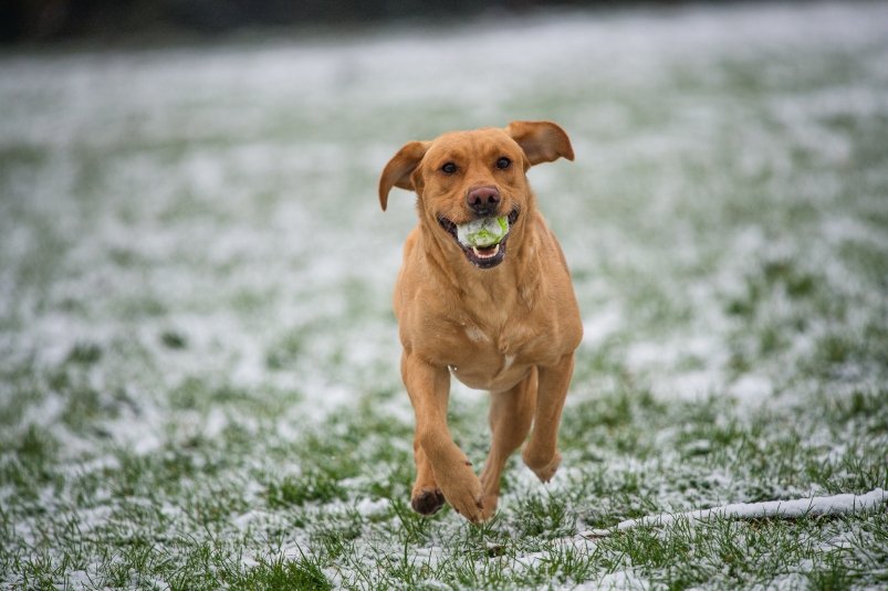 Самые безбашенные породы собак TogWalks Dog / unsplash