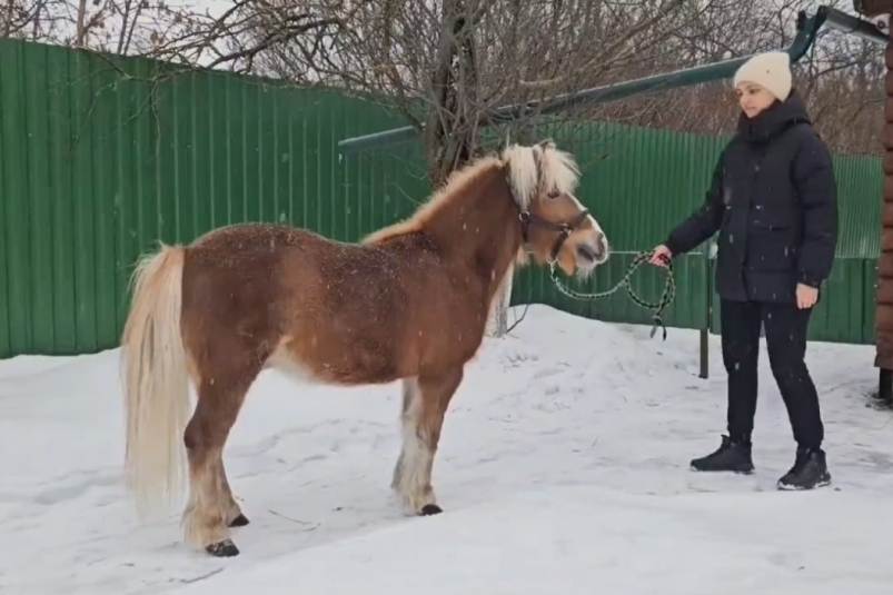 Пони, зоопарк кадр из видео Ивановского зоопарка (12+)