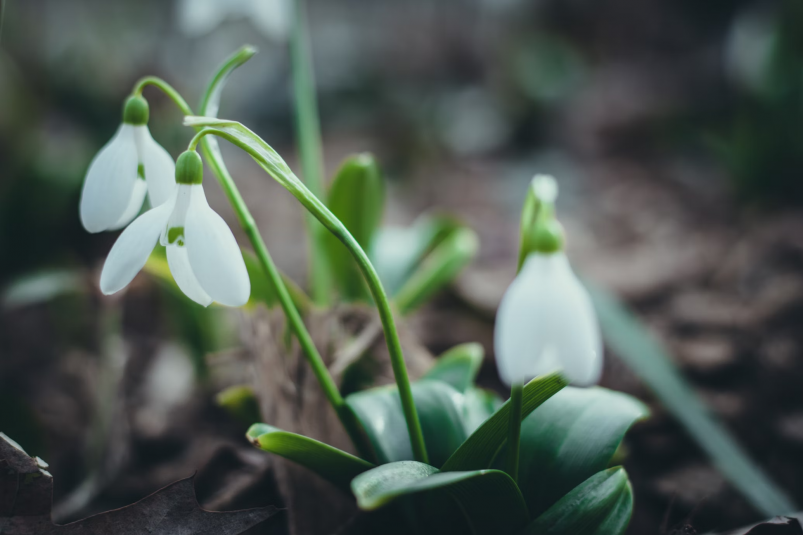 В Москве расцвели первые подснежники Ольга Субач/unsplash