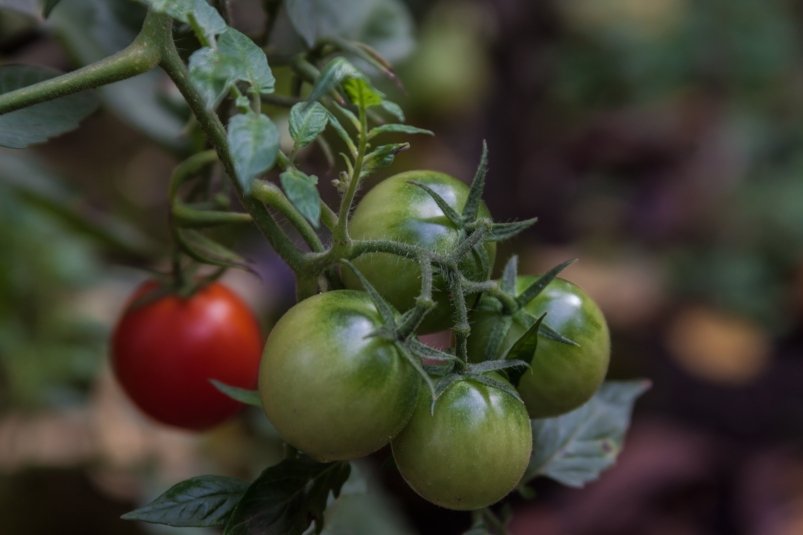 1 горсть на куст: ранний сорт "Дюймовочки" зреет за 2 месяца – вкуснее магазинных черри pxhere.com