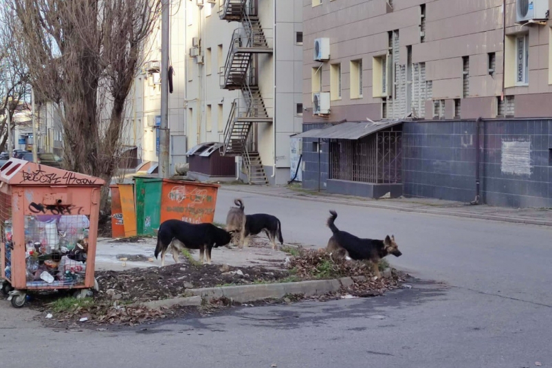 Бездомные собаки ИА Stavropol.Media