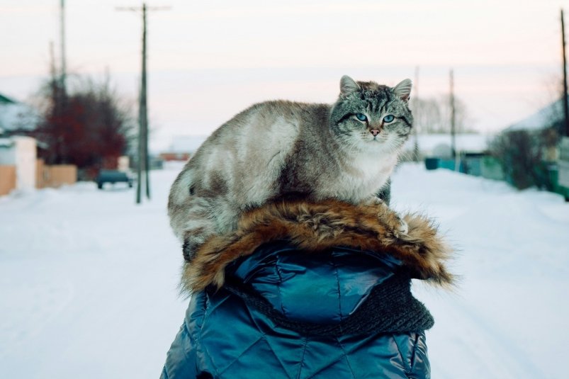 Эти 3 породы кошек преданнее немецких овчарок - верность навсегда Sergey Beschastnykh/unsplash