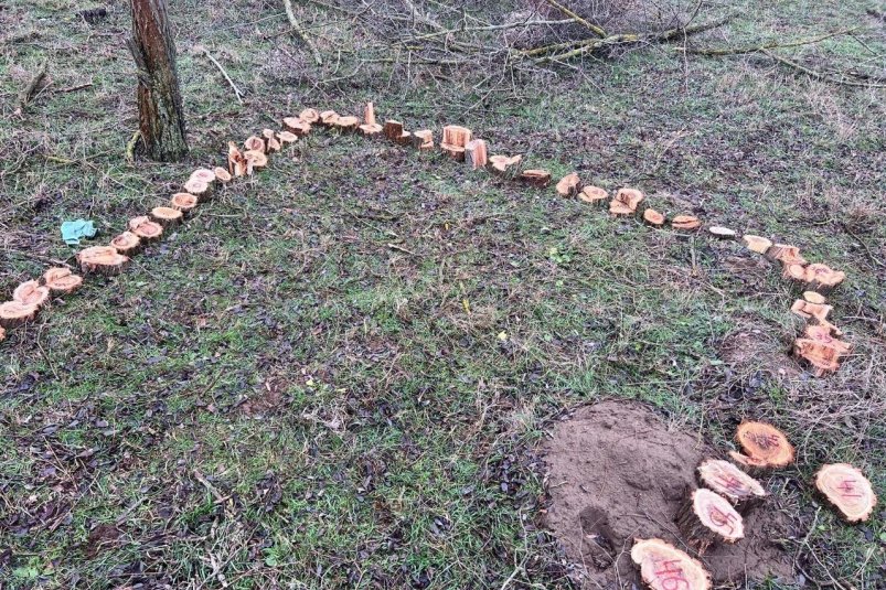 Бригаду лесорубов, незаконно уничтожающих деревья поймали на Ставрополье Пресс-служба МВД Ставрополья