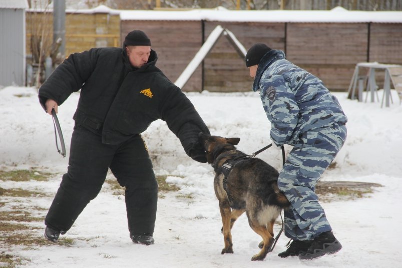 В гостях у кинологов побывали студенты-ветеринары в Ставрополе Пресс-служба МВД Ставрополья