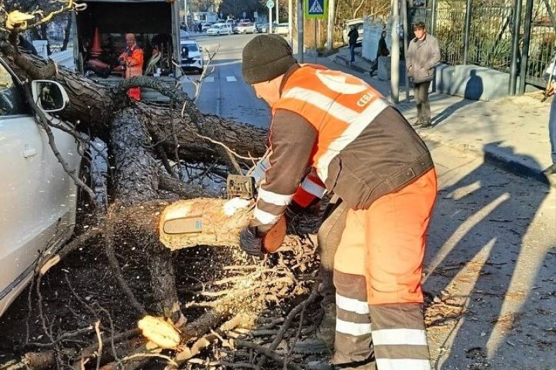 Коммунальщики убирают упавшее дерево в Севастополе Соцсети департамента транспорта и развития дорожно-транспортной инфраструктуры Севастополя