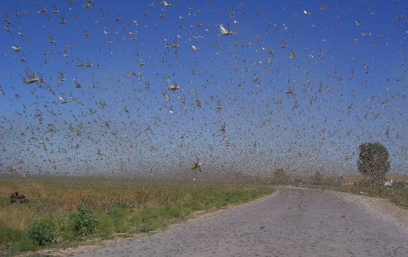 Нашествие саранчи на село Промысловка. Астраханская область 2011 год Петр Бобровничий wikipedia.org