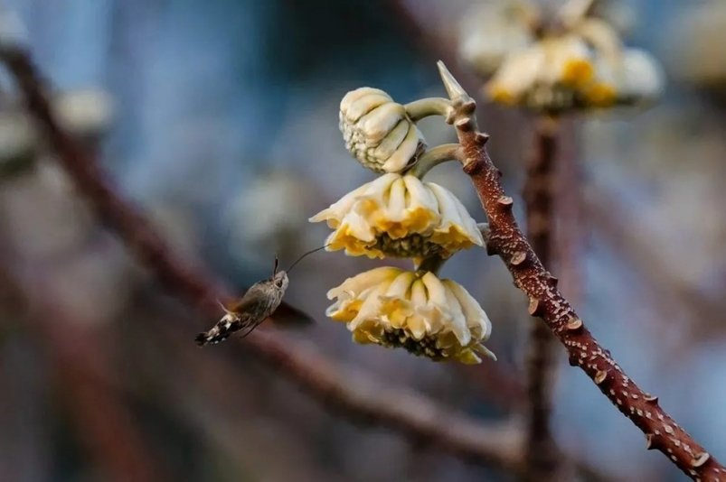 В Сочи зацвело редкое "бумажное дерево" t.me/sirius_todaay