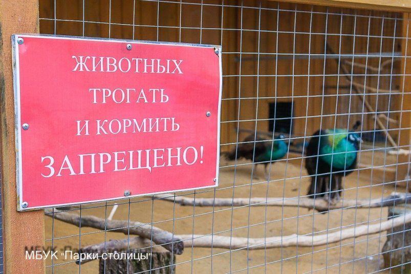 В зооуголке попросили не кормить обитателей МБУК "Парки столицы"